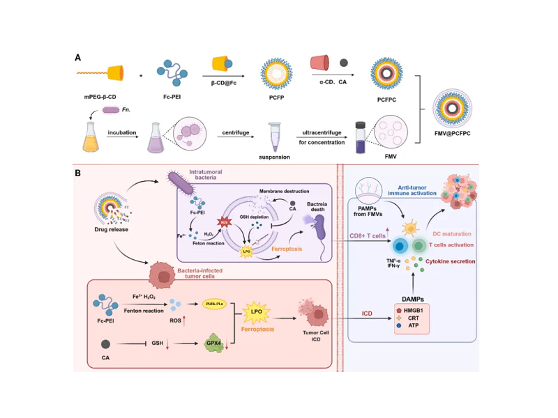 上海交大沈琦课题组发文：仿生二茂铁纳米粒诱导双重铁死亡增强免疫治疗
