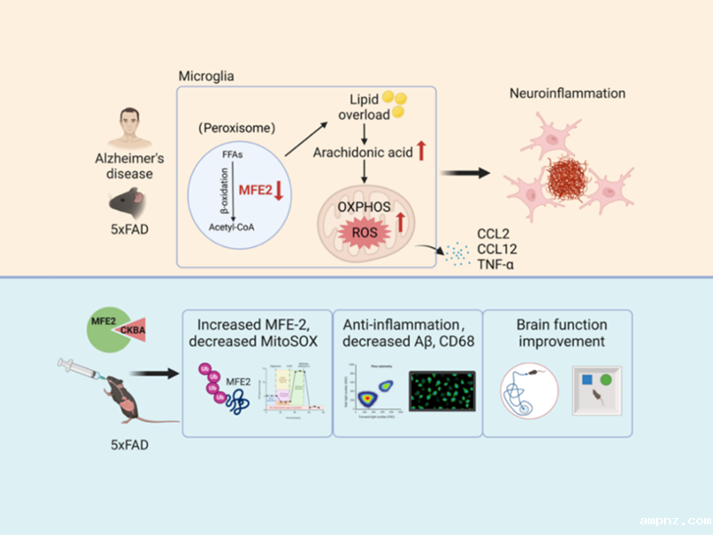 上海交大王宏林团队以中药活性分子靶向小胶质细胞缓解阿尔兹海默症中枢炎症，为中药现代化研究提供新范式